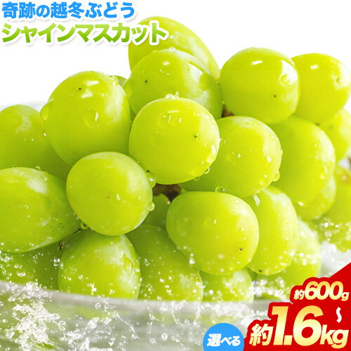 【ふるさと納税】奇跡の越冬ぶどう シャインマスカット 1房 (600g以上) 1房 (800g以上) 2房 (1房600g以上) 2房 (1房800g以上) 五果苑《2025年11月上旬-2026年3月末頃出荷》越冬ぶどう フルーツ 果物 岡山県 浅口市 送料無料【配送不可地域あり】