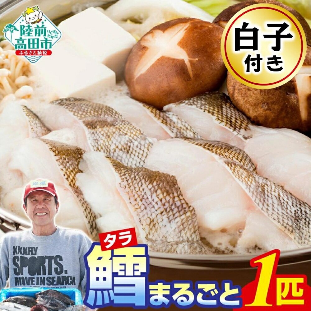 【ふるさと納税】【先行予約 / 数量限定】 白子 付き！ タラ まるごと1匹 下処理可 冷蔵でお届け [ タラ 鱈 たら 真鱈 真ダラ 冷蔵 鍋 セット 魚 鮮魚 海鮮鍋 鱈鍋 新鮮 切り身 三枚おろし 直送 産地直送 獲れたて 料理 人気 おすすめ お取り寄せ ご当地 岸屋商店 ]