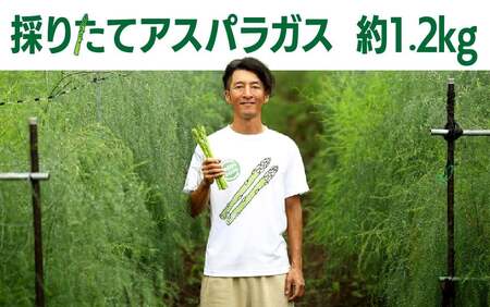 予約受付/5月初旬～6月初旬発送予定/ 春 採りたてアスパラガス 約1.2kg 石井建一  岩手県 北上市 C0511 アスパラ アスパラガス 野菜 人気 北海道 に負けない 美味しい 新鮮 採れたて 訳あり 不揃い 細い ものから 極太 サイズ まで様々