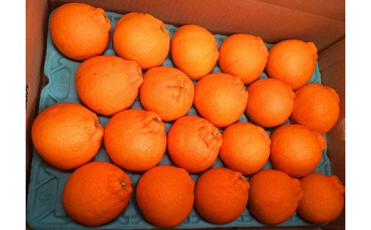 紀州有田産不知火(しらぬひ) 約5kg　※2027年2月中旬頃〜2027年3月中旬頃 発送【uot709A】