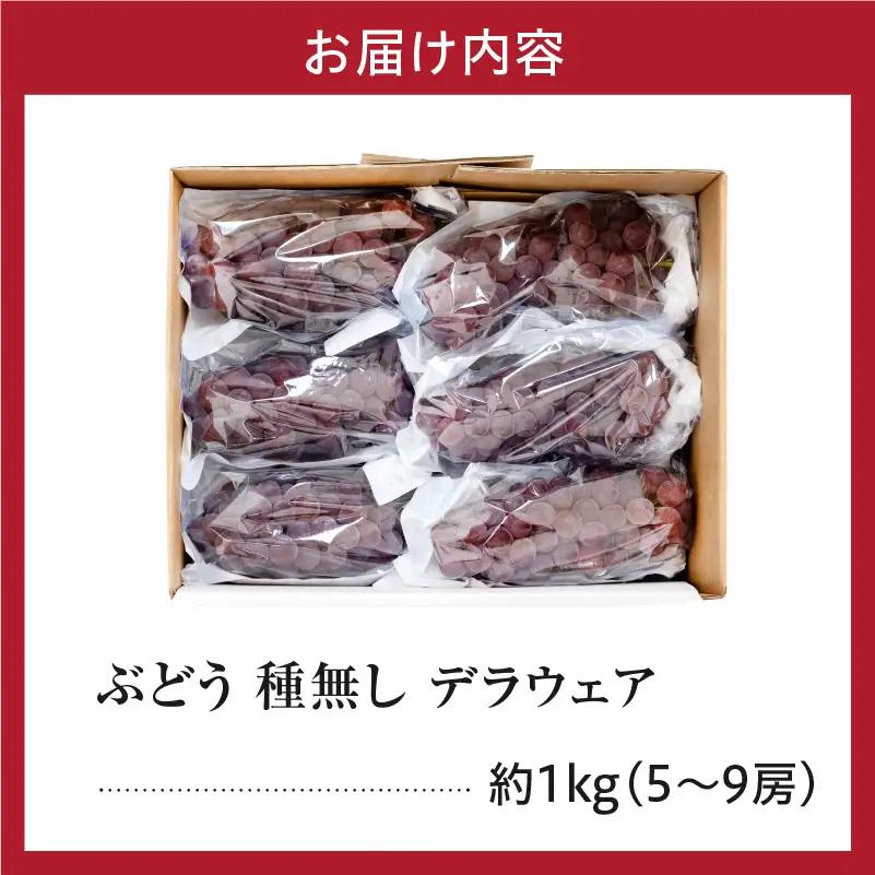 【先行予約】 令和8年産 ぶどう 種無し デラウェア 約1kg 山形