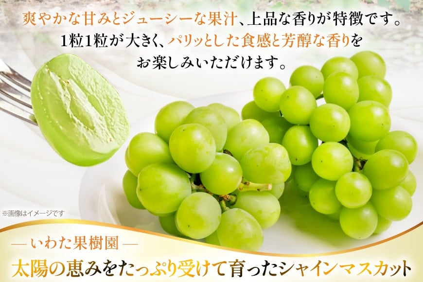 【期間限定発送】 シャインマスカット 2〜3房 約 1.5kg [いわた果樹園 山形県 高畠町 tk06ayt400001] ぶどう ブドウ 葡萄 フルーツ 果物 くだもの 1.5キロ 甘い