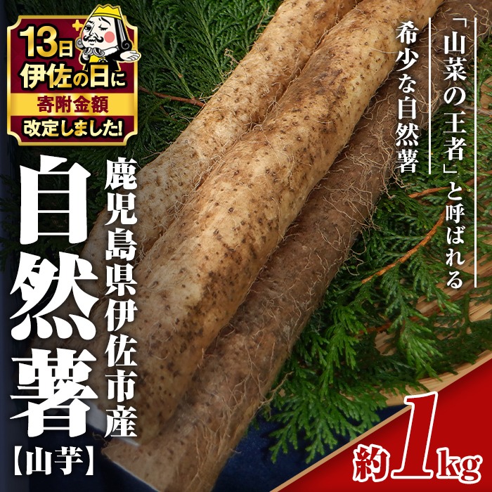 isa804 【伊佐の日・寄附額改定】《期間・数量限定：2026年1月より順次発送予定》鹿児島伊佐 自然薯(約1kg) 国産 鹿児島産 伊佐市 じねんじょ 山芋 とろろ 産地直送 冷蔵 【エコファーム永池】