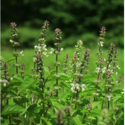 ふるさと納税 北斗市 バジルティー【HOT】6袋セット  Basil Tea From Hygge Farm |  | 01