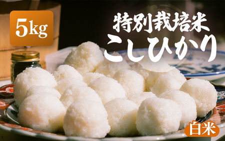 【先行予約】【令和7年産・新米】特別栽培米 こしひかり 5kg【白米】【10月中旬前後より順次発送予定】【こめ コシヒカリ 人気品種 ブランド米 5キロ 白米 精米 玄米 おにぎり うまい 福井県ブランド米  福井県産 農薬 50％減】 [e26-a012_01]