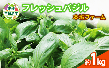 フレッシュ バジル 1kg 本城ファーム ハーブ 生バジル ばじる はーぶ 香草 水耕栽培 野菜 やさい 美味しい 新鮮 イタリア料理 イタリアン パスタ ソース ジェノベーゼ マルゲリータ アレンジ いろいろ 農家直送 産地直送 数量限定 国産 愛媛 宇和島 F020-199002
