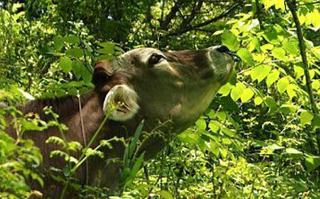 ブラウンスイス牛乳500ｍl 3本セット 牛乳 ミルク 乳製品 生乳 100% 濃厚 島根県雲南市/木次乳業有限会社[AIBH032]