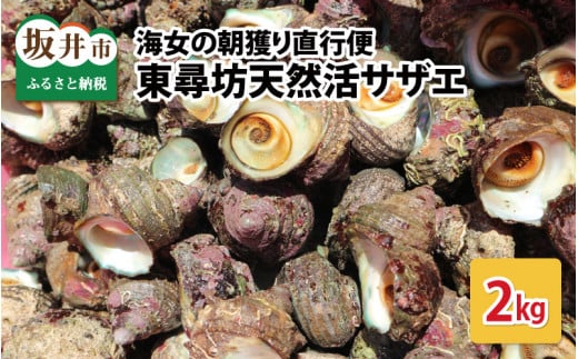【先行予約】海女の朝獲り直行便 東尋坊天然活サザエ2kg 【さざえ 栄螺 貝 天然 魚貝 海産物 海鮮 鮮魚 刺身 つぼ焼き BBQ 国産 産地直送】【2025年7月中旬以降順次発送予定】[A-6005]