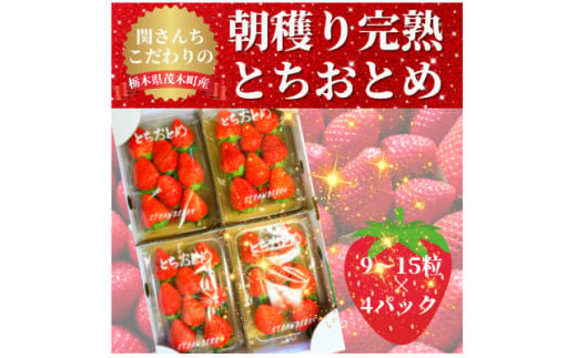 ＜1月から順次発送＞関さんちのこだわりいちご　朝穫り完熟とちおとめ(9～15粒×4パック)【1269894】