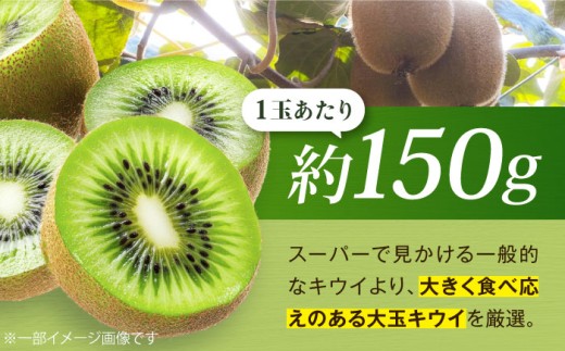 キウイ キウイフルーツ グリーンキウイ キュウイ キウイフルーツ キウイフルーツ ヘイワード 果物  ギフト フルーツ
