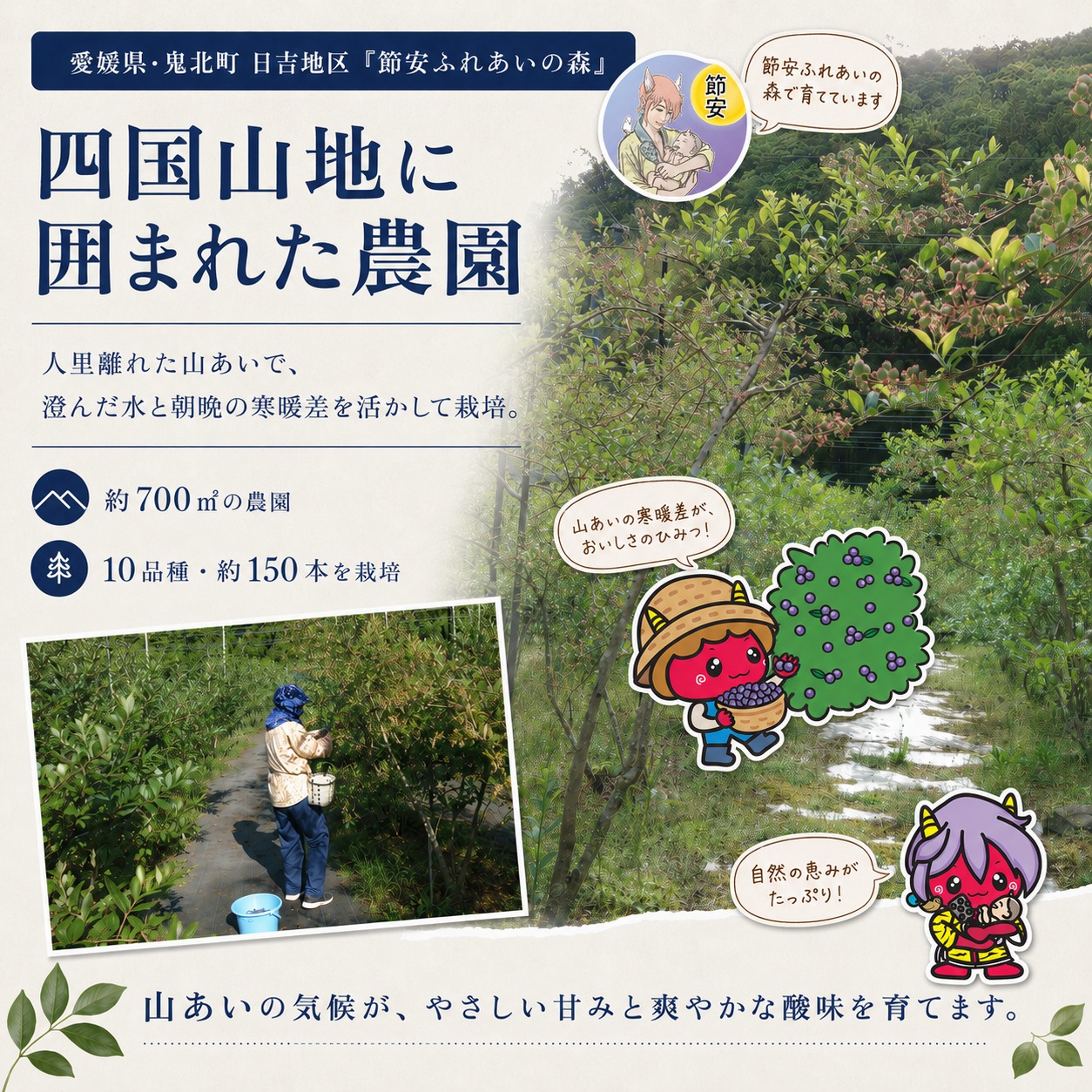 【先行予約】【選別済み大粒】冷凍ブルーベリー900g（150g×6P） | 選別済み 大粒 国産 個包装 小分け 冷凍 鬼北町直営農園 果実 フルーツ 果物 くだもの 朝食 ヨーグルト　鬼北町役場 日