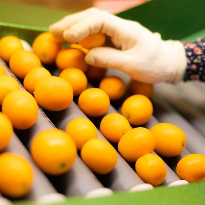 ふるさと納税 高原町 高原町産完熟きんかん『たまたま』L玉たっぷり3kg[宮崎ブランド金柑]　TF052 |  | 02