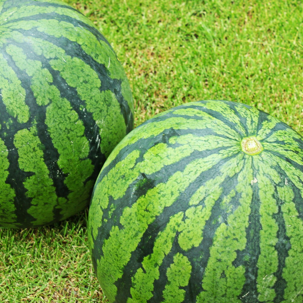 【ふるさと納税】大玉すいか 2玉 L以上 約10kg 大玉 スイカ 熊本すいか 西瓜 フルーツ 果物 くだもの 益城町産 熊本県産 九州産 常温 熊本県 益城町 送料無料【2026年5月上旬～6月下旬発送予定】