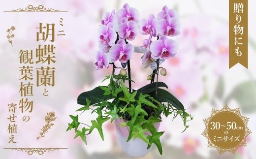 
            ミニ胡蝶蘭と観葉植物の寄せ植え　【11100-0962】
          