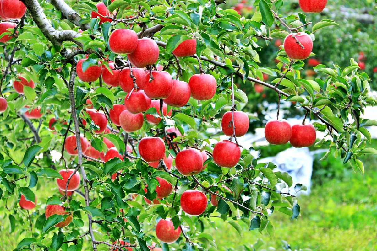 【2025年12月上旬発送】【特選】りんご 約3kg サンふじ 青森 五所川原