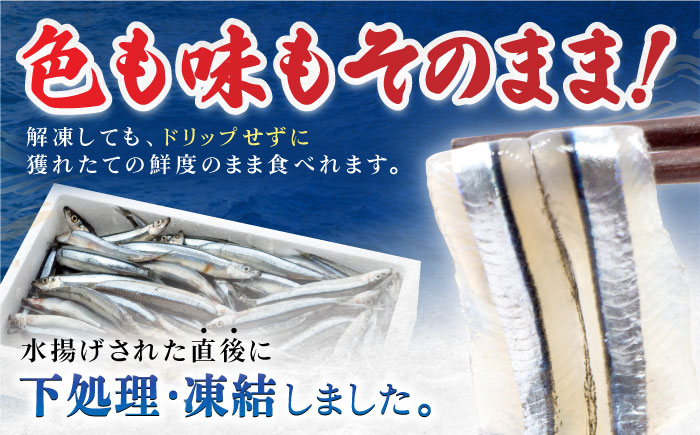 五島産 きびなご 刺身用 20尾×9P 五島市/鯛福丸水産 [PDP001]