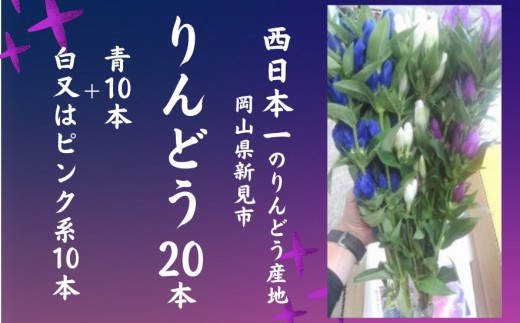 岡山県新見市産 新見のりんどう 20本 【先行予約 2026年7月～9月発送】