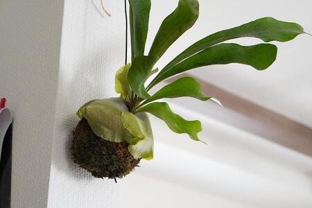 コウモリラン（ビカクシダ） 苔玉 インテリア 緑 グリーン 植物 簡単 初心者 かわいい 自然 おしゃれ 送料無料 Green Walk グリーンウォーク 愛知県 豊橋市