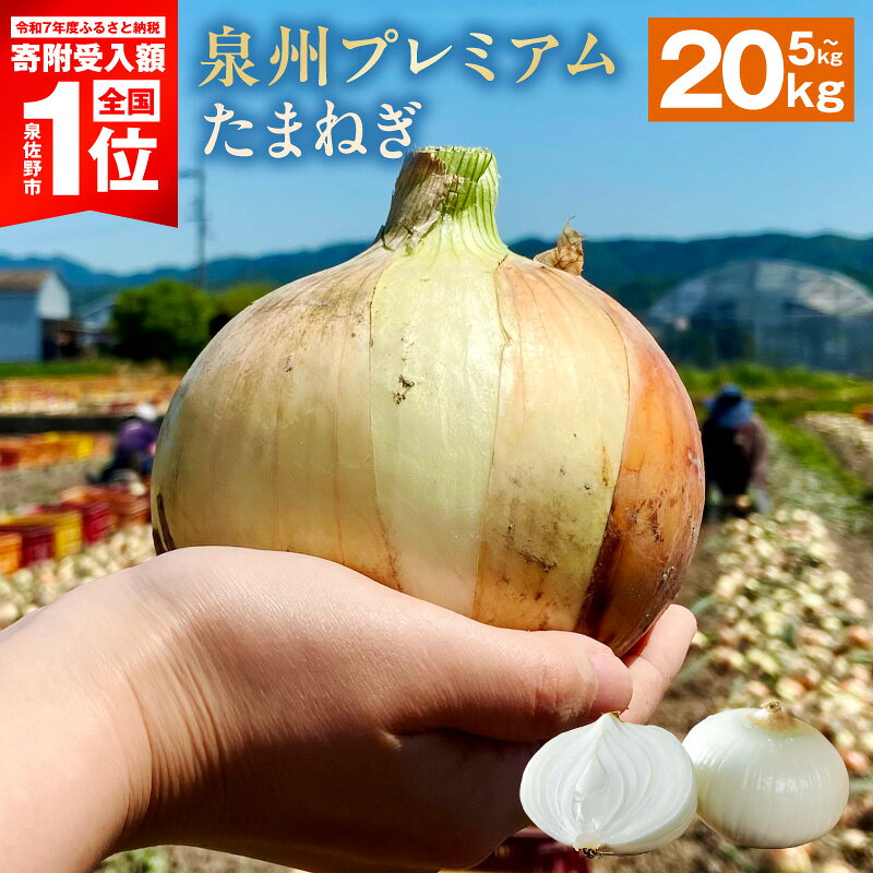【ふるさと納税】【8/20 受付終了】 プレミアムたまねぎ 選べる容量 5kg / 10kg / 20kg 国産 新たまねぎ 産地直送 新鮮 生食 肉厚 やさしい 甘み 辛味が少ない 玉ねぎ 野菜 射手矢農園 泉州たまねぎ オニオン スライス サラダ カレー 期間限定 大阪府 泉佐野市 送料無料