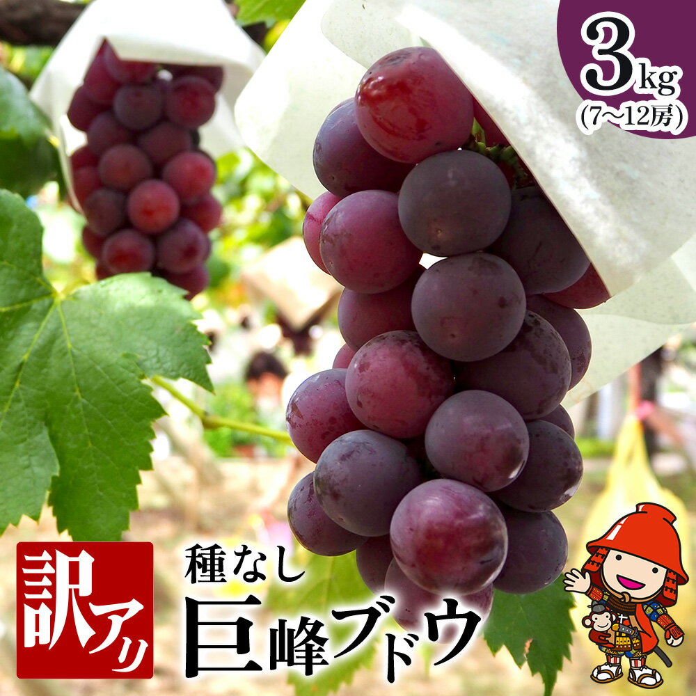 【ふるさと納税】種なし 巨峰ブドウ (訳あり) 約3kg (7～12房) | ＜先行予約＞ ブドウ ぶどう 葡萄果物 フルーツ くだもの 産地直送 甘い 大分県産 九州産 中津市 国産 送料無料【発送：2025年8月中旬～9月中旬頃までの予定】