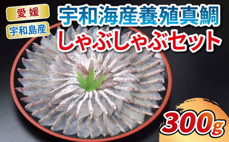 鯛しゃぶ 宇和海産 真鯛 しゃぶしゃぶ セット エビス 鯛 鯛しゃぶ 真鯛  鯛鯛鯛鯛鯛鯛 D020-047002