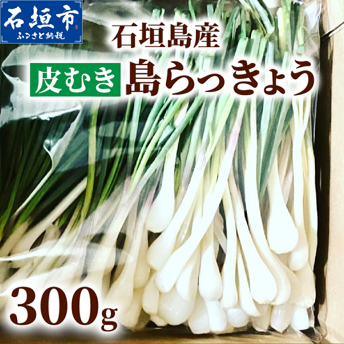 【ふるさと納税】石垣島産 皮むき島らっきょう(下処理済み) 300g (石垣市島らっきょうの会 協同出荷) | 沖縄県 石垣市 沖縄県産 らっきょう 土付き 新鮮 鮮度 沖縄グルメ お取り寄せ おつまみ