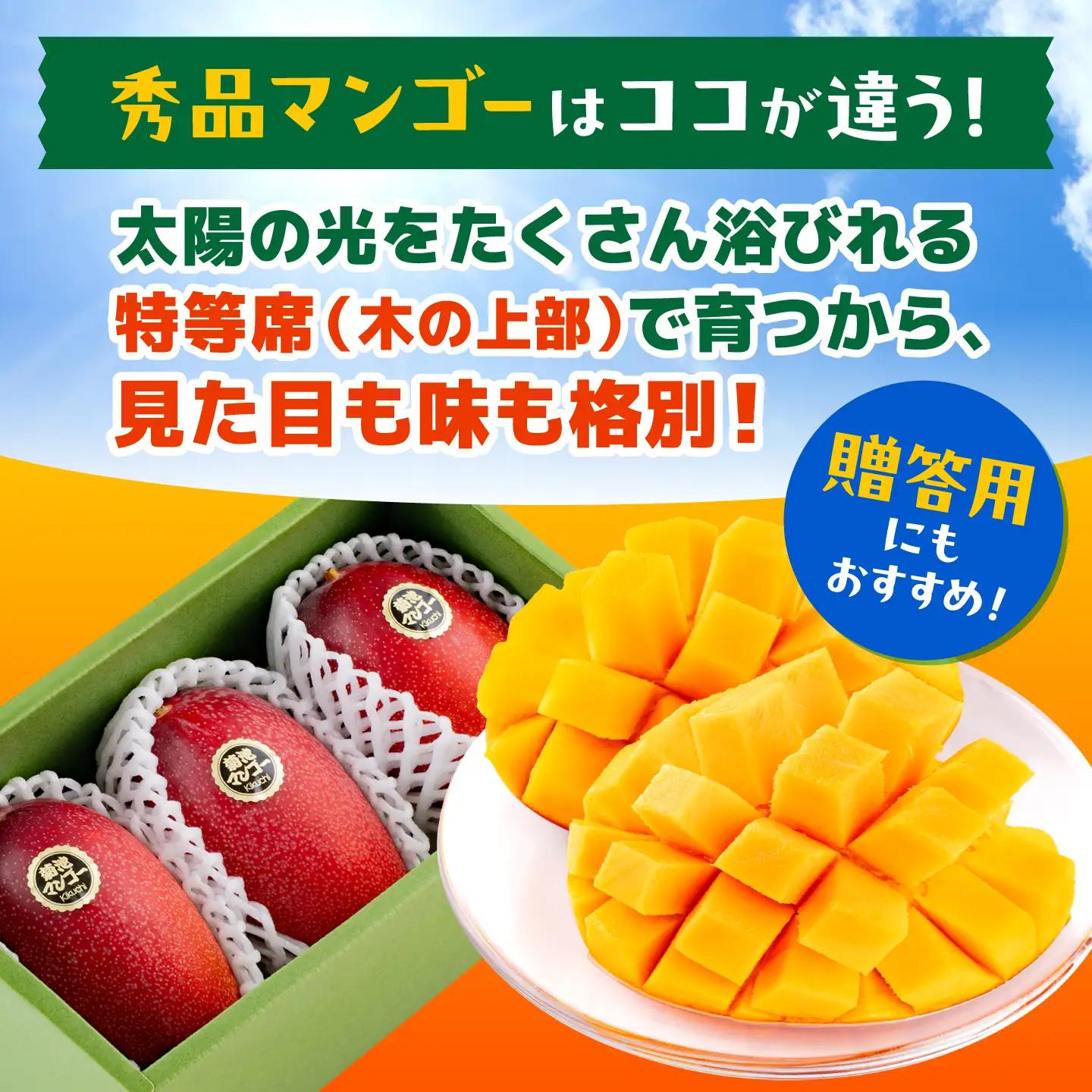 【2027年6月上旬から順次発送】秀品 菊池マンゴー約2kg 友枝マンゴー農園[AYDF004]