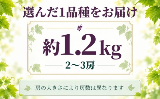 【2027年先行予約】山梨県都留市産 BKシードレス 約1.2kg（2～3房）| ぶどう 種なし ぶどう 山梨 ぶどう  大粒  ブドウ  びーけーしーどれす