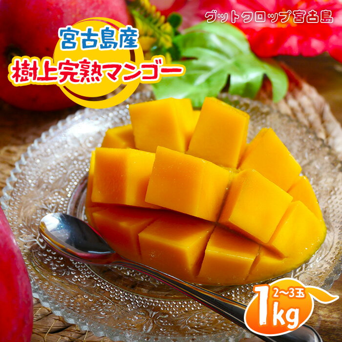 【ふるさと納税】 ＜2026年夏発送＞ 宮古島産樹上完熟マンゴー 1kg（2～3玉）グットクロップ宮古島(SG001）