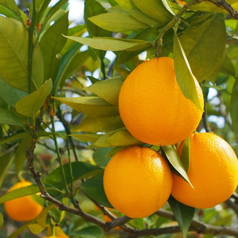 U6235n_【2026年先行予約】ネーブルオレンジ 秀品 20～30玉 和歌山県有田産