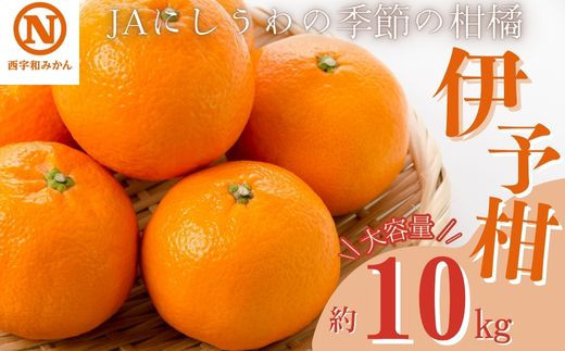
            JAにしうわの季節の柑橘(伊予柑 約10kg)＜E08-7＞【1474221】
          