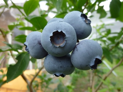 果実と粗糖のみでつくったブルーベリー飲む酢　200ml×3本 ４倍濃縮 ビネガー 果実酢 フルーツ 酢 ドリンク 濃縮 ハイブッシュブルーベリー 熟成 まろやか 果実丸ごと ドレッシング 隠し味 添加