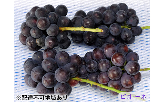 ニュー ピオーネ 3～4房 約2kg 高梁市産 2025年 先行予約 しばくらぶどう園 葡萄 フルーツ 岡山