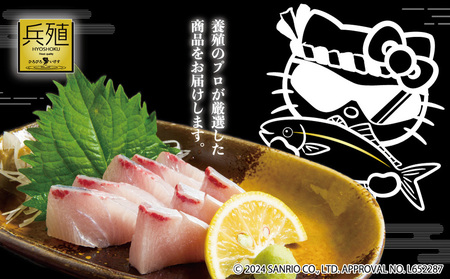 【先行予約 12月発送】ひろびろいけす ぶり (フィレ・片身) 1枚 | ぶり ブリ 鰤 刺身 津久見市