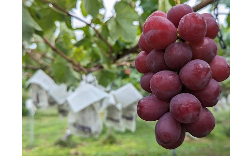 
            担当者おすすめ「味覚の里なかがわ」の採れたてくだもの
【農家直送】木下農園のぶどう２種セット　約１Kg
          