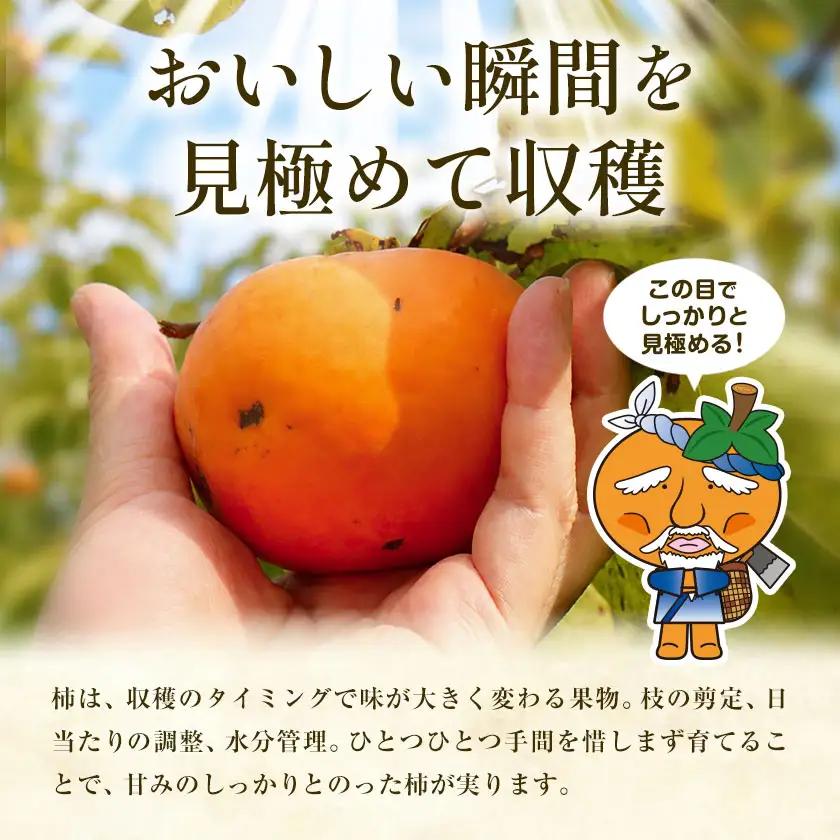 訳あり たねなし柿 1.5kg 柿