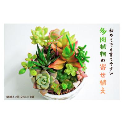 ふるさと納税 南房総市 多肉植物の寄せ植え mi0034-0001