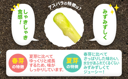 先行予約 アスパラ 3Lサイズ 700g 朝採り 直送 夏芽 グリーンアスパラガス 数量限定 朝採れ 【2026年6月から8月お届け】 BT05