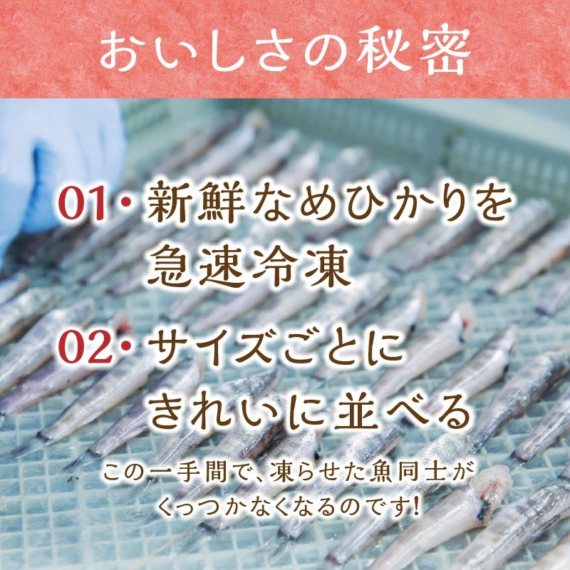 延岡産めひかり無頭小サイズ500g×2袋 N0184-YA2268