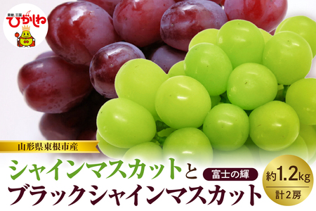 【2026年産　先行予約】山形県東根市産　シャインマスカットとブラックシャインマスカット「富士の輝」の詰め合わせ約1.2kg hi074-017　令和8年産 2026年産 ふるさと納税 フルーツ 果物 くだもの　シャインマスカット　ブラックシャイン　富士の輝 期間限定 冷蔵配送 先行予約 先行受付 バラ 取り寄せ グルメ ご当地 特産 産地 直送 送料無料 東北 山形 東根市 人気