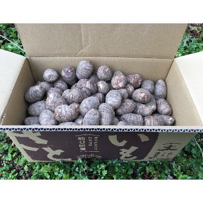 ふるさと納税 能登町 能登町産里芋 10kg |  | 01