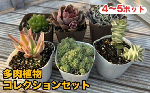 
            810.多肉植物コレクションセット　※離島への配送不可【ガーデニング 園芸 植物 花 花苗 多肉 初心者 初心者向け セット エケベリア クラッスラ セネシオ セダム ハオルチア 鳥取県 北栄町 おすすめ 人気】
          