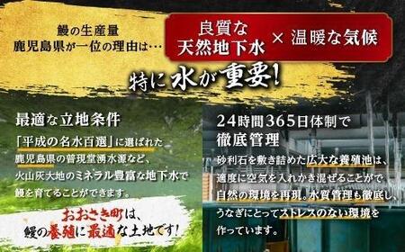 鹿児島県産うなぎ長蒲焼2尾 | 国産 生産量 日本一 うなぎ 鰻 ウナギ 産地直送 うなぎ 鰻 ウナギ 高級 地元養鰻 うなぎ 鰻 ウナギ ふっくら うなぎ 鰻 ウナギ ブランド うなぎ 鰻 ウナギ 