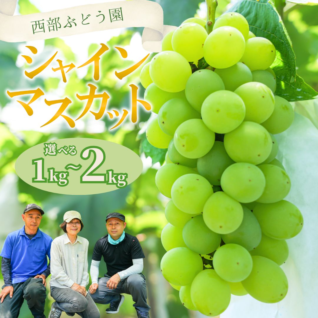 【ふるさと納税】【選べる内容量！】先行予約 西部ぶどう園 シャインマスカット 1~2kg 薄皮 種なし 葡萄 ぶどう ブドウ フルーツ 果物 数量限定※沖縄・離島への配送不可 ※2025年9月下旬～10月下旬頃に順次発送予定
