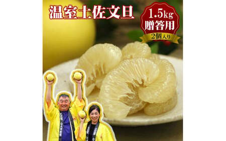 【先行予約】特選温室土佐文旦 特選秀品ご贈答用中箱 2個入り 約1.5kg〈2026年12月上旬から12月下旬頃〉高知県 土佐市【白木果樹園】 [BQAI037]