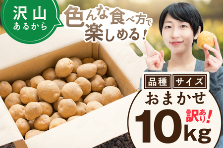 2025年10～12月発送 北海道別海町産 じゃがいも10kg (２種おまかせ)（きたあかり、ワセシロ、男爵、メークイーン、レッドムーン）