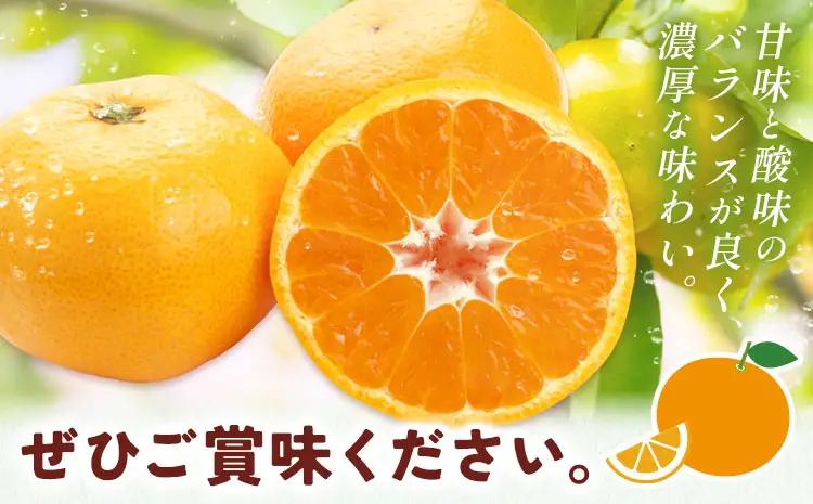 みかん 宮川早生みかん 約10kg