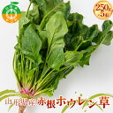 【ふるさと納税】 山形県 中山町産 赤根ホウレン草 250g×5束 【青柳農園】 ほうれんそう 野菜 やさい F4A-0409