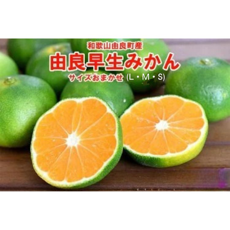 和歌山由良町産 由良早生みかん 約5kg サイズおまかせ(Ｌ・М・Ｓ)いずれかお届け◇ ※北海道・沖縄・離島への配送不可 ※2025年10月上旬～10月下旬頃順次発送予定