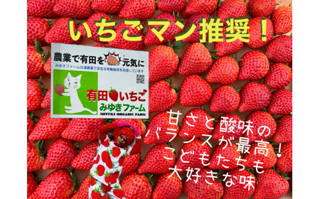 ＜予約受付＞【3回定期便】有田いちご 朝摘み完熟いちご4パックを毎月お届け！ (1月～3月の全3回) 240g×4パック【みゆきファーム】有機肥料にこだわった美味しいいちごです いちごさん F35-1
